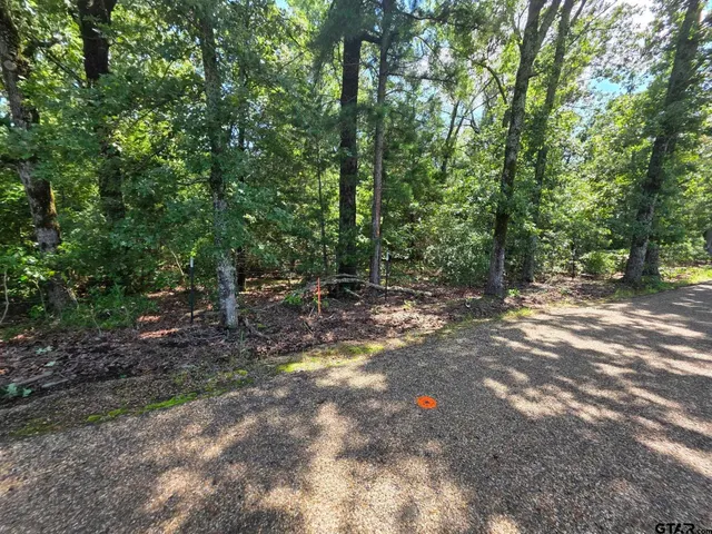 a view of a forest with trees
