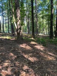 46 Davis Road Hiram, GA 30141 - Photo 4 of 17 a view of a tree in the forest