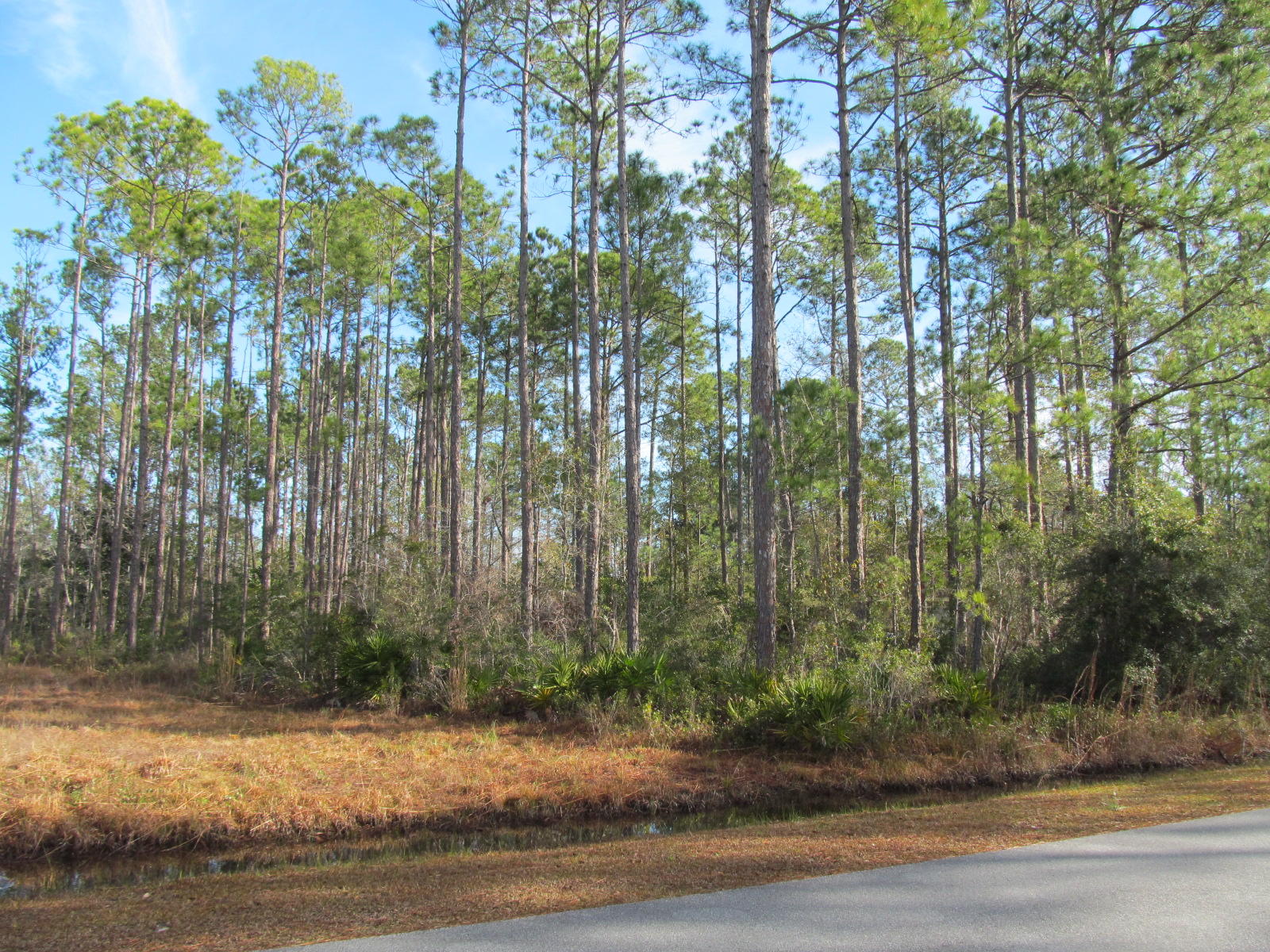 Lot 53 Mallet Bayou Road Freeport, FL 32439 - Photo 1 of 3 a view of a yard with potted plants