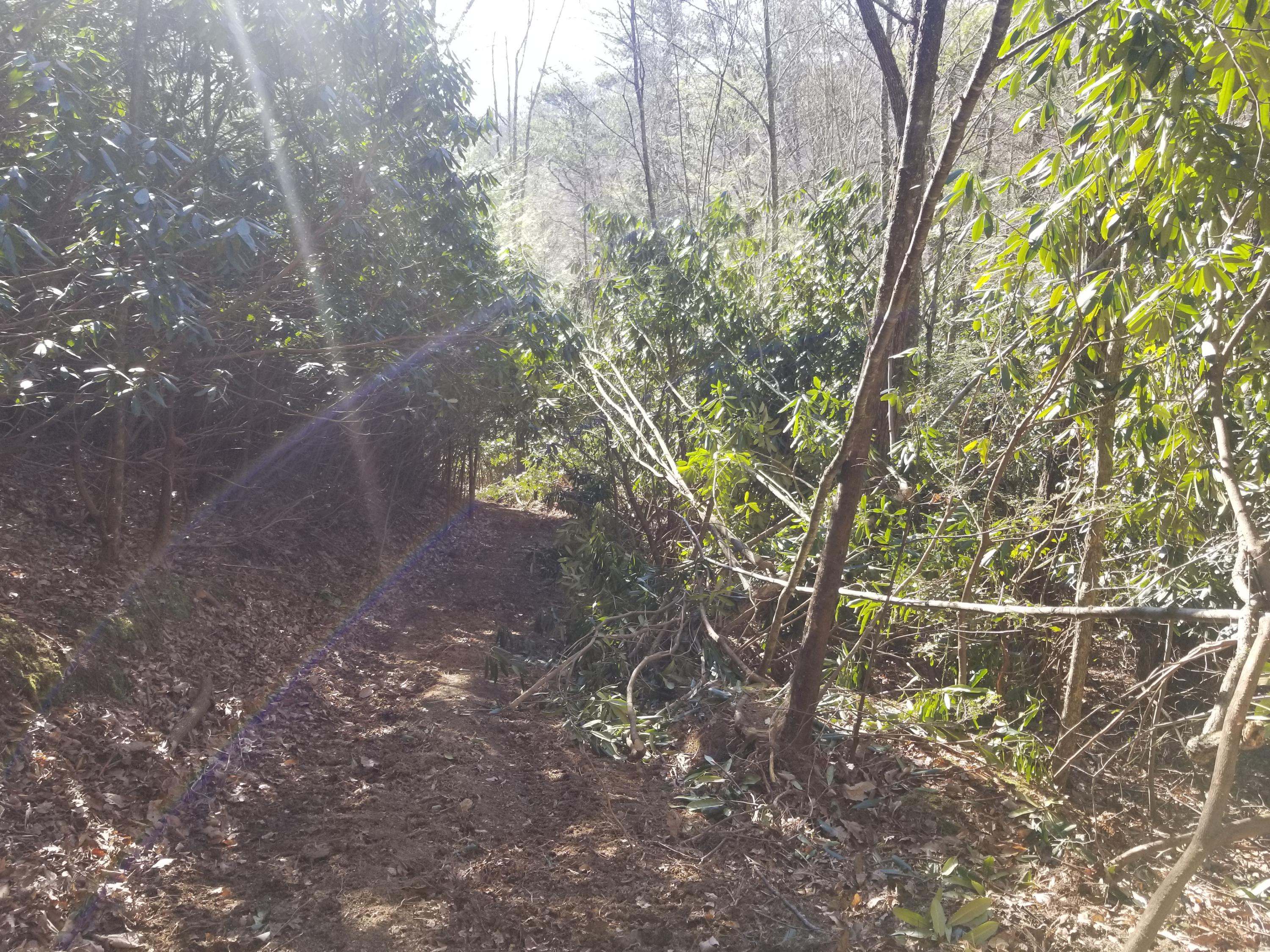 Tbd Bill Branch Lane Butler, TN 37640 - Photo 14 of 21 20210224_154059