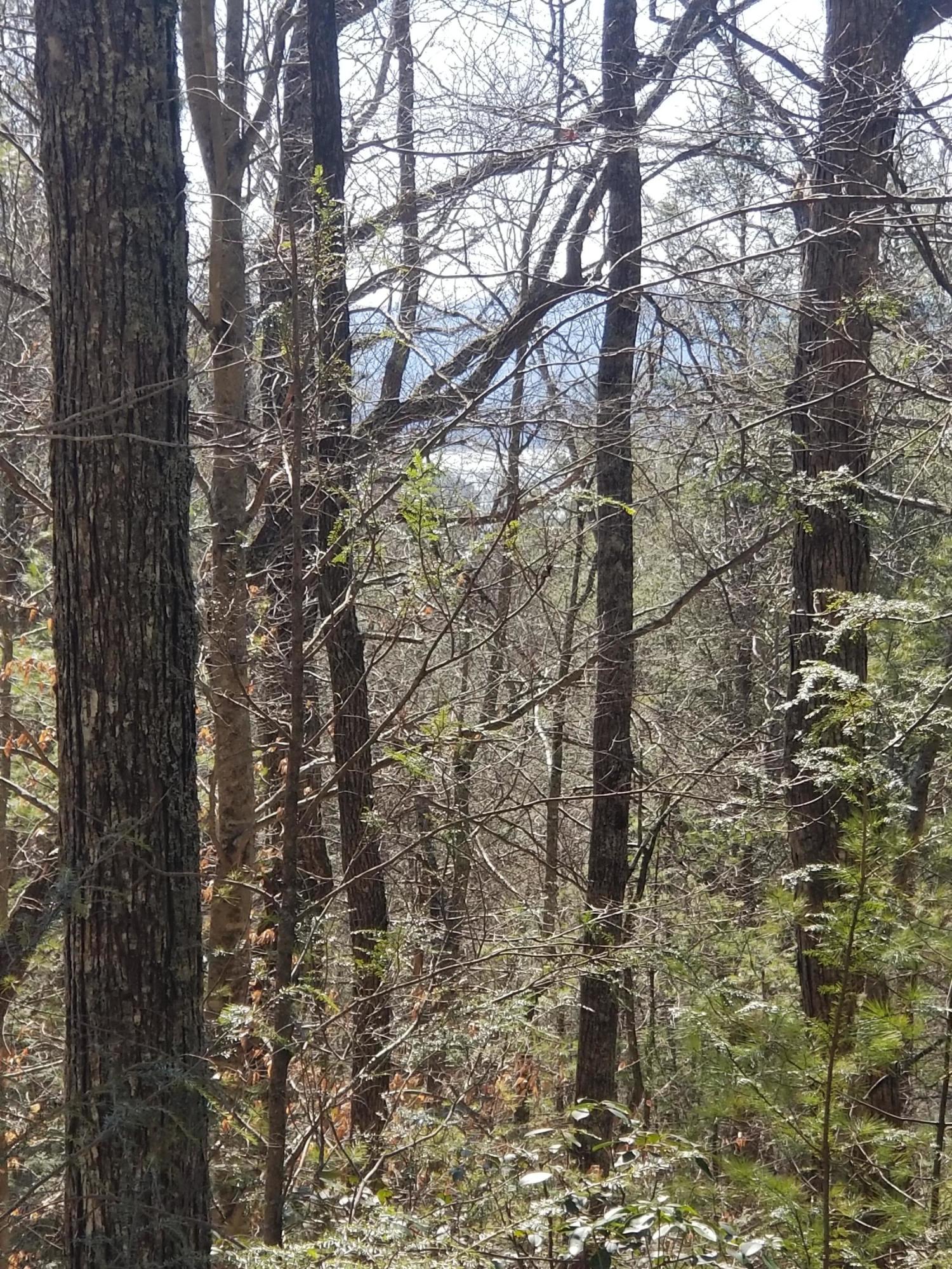 Tbd Bill Branch Lane Butler, TN 37640 - Photo 2 of 21 20210306_140018