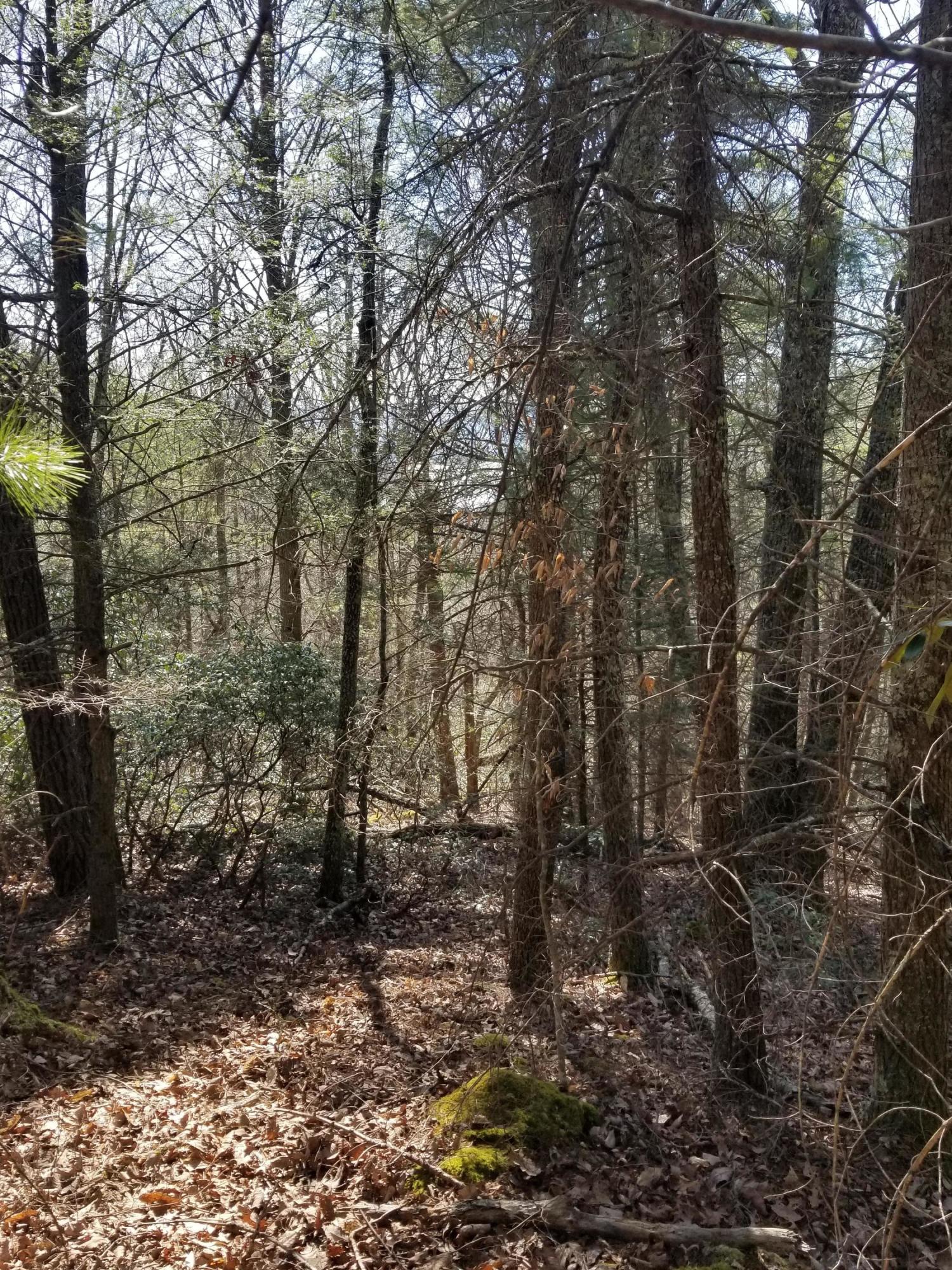 Tbd Bill Branch Lane Butler, TN 37640 - Photo 21 of 21 20210306_141636