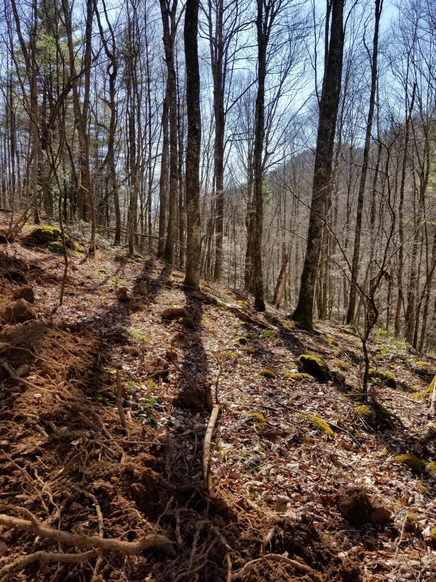 Tbd Bill Branch Lane Butler, TN 37640 - Photo 6 of 21 20210224_150723(1)
