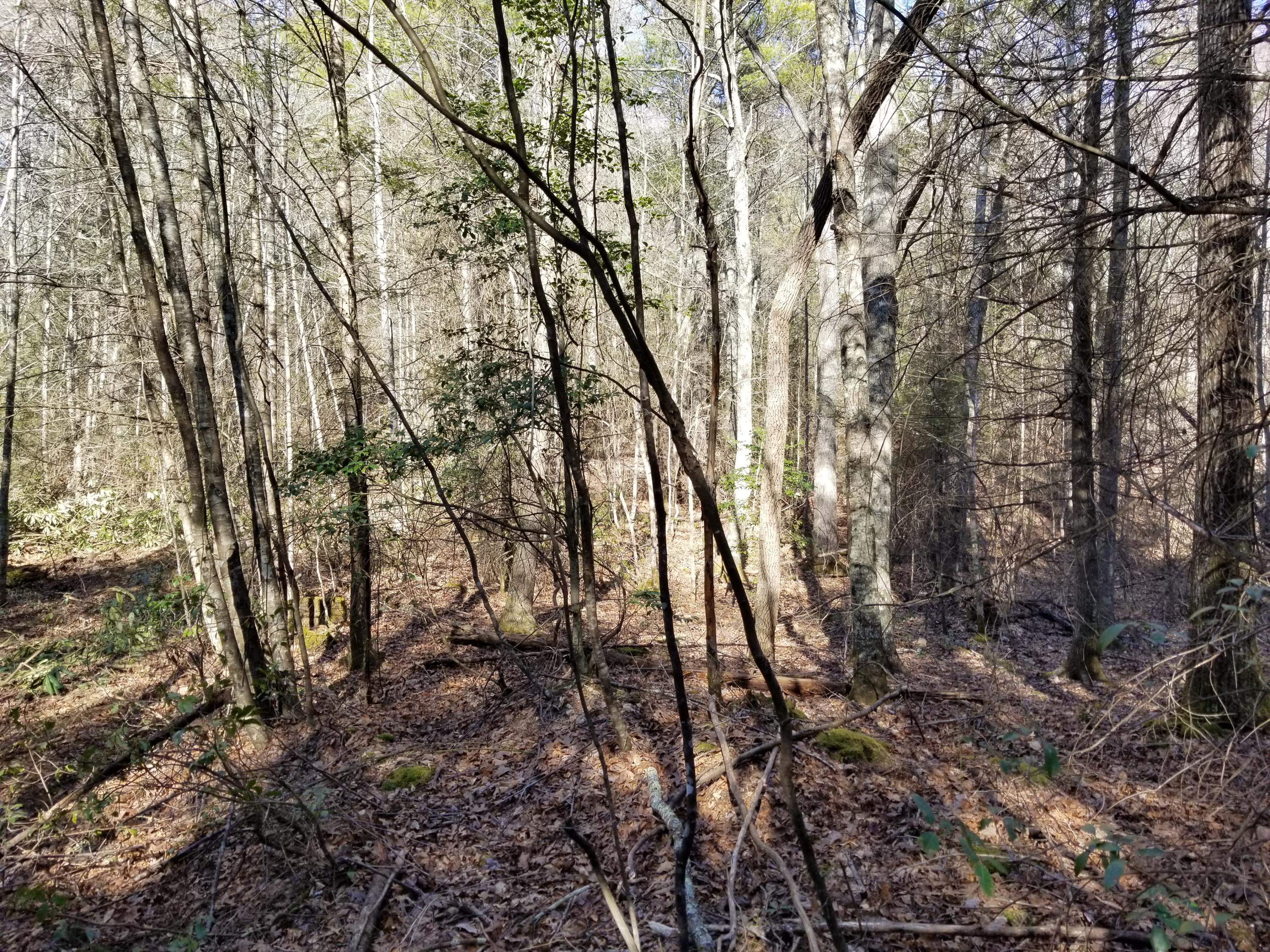Tbd Bill Branch Lane Butler, TN 37640 - Photo 10 of 21 20210224_151438(1)