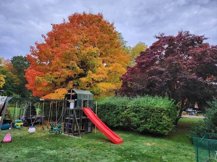 a view of a park with large trees