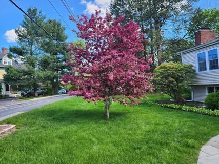 a view of a backyard with plants and large trees
