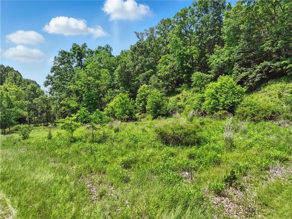 a view of a large yard with plants and large trees