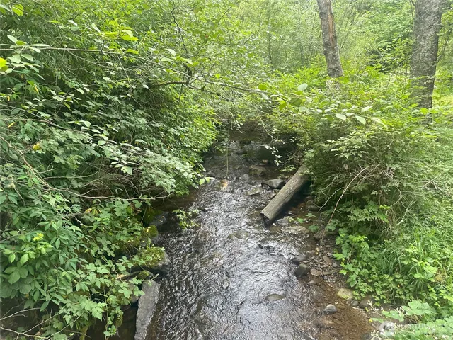 a view of a forest with lots of trees