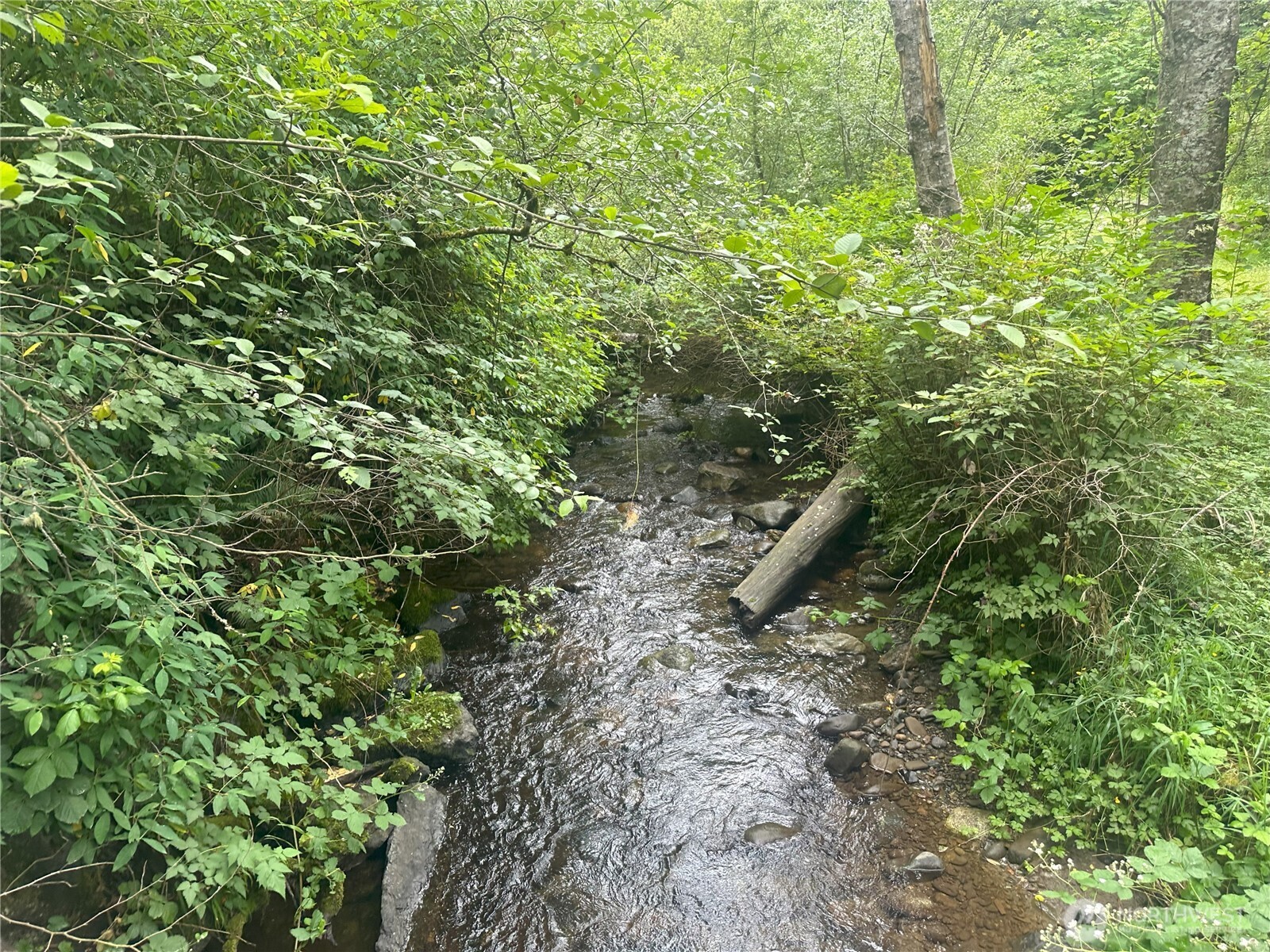 0 Skidder Hill Road Quilcene, WA 98376 - Photo 3 of 13 a view of a forest with lots of trees