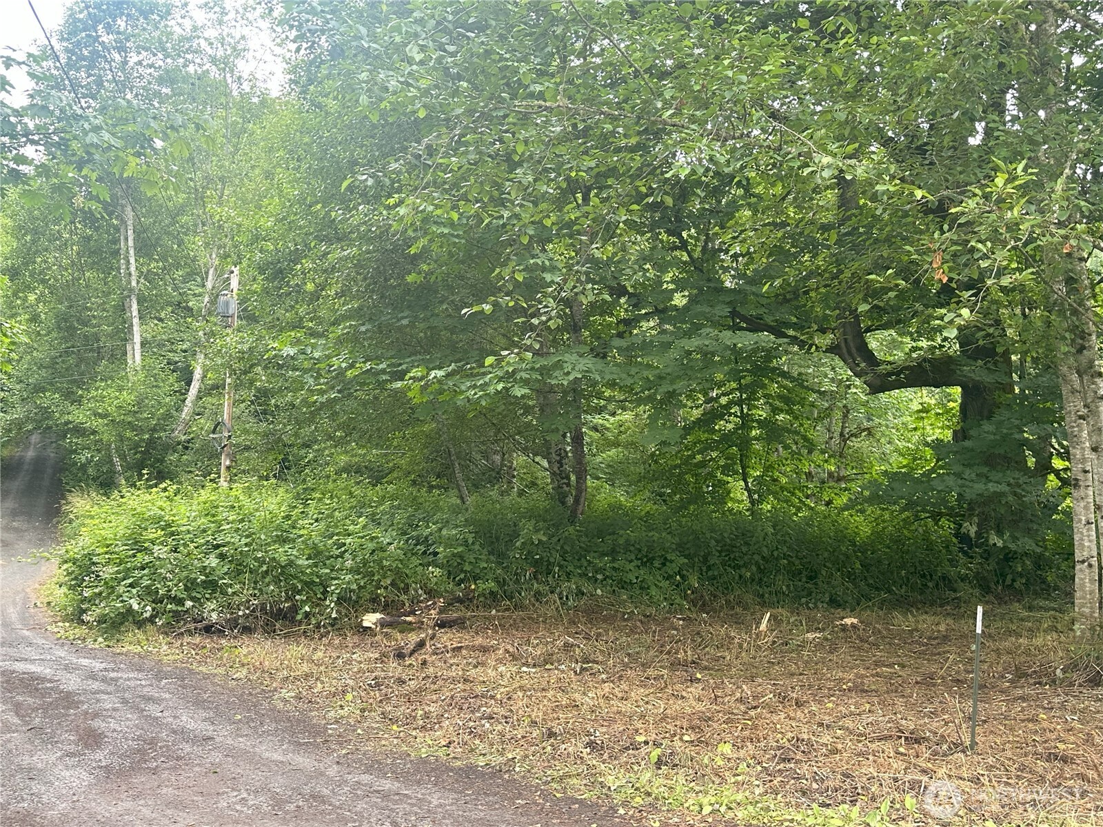 0 Skidder Hill Road Quilcene, WA 98376 - Photo 6 of 13 a view of a forest