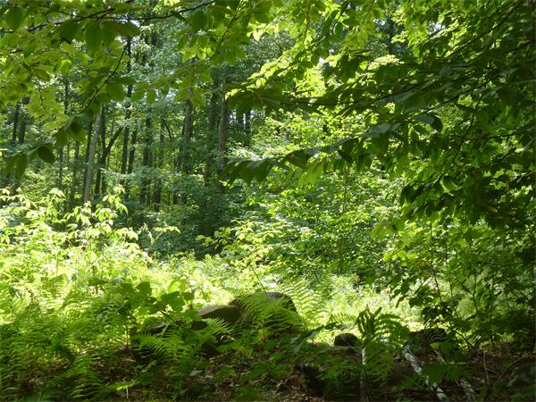 0 Monson Road Wales, MA 01081 - Photo 1 of 2 a view of a tree