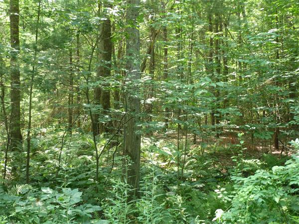 0 Monson Road Wales, MA 01081 - Photo 2 of 2 a view of a lush green forest
