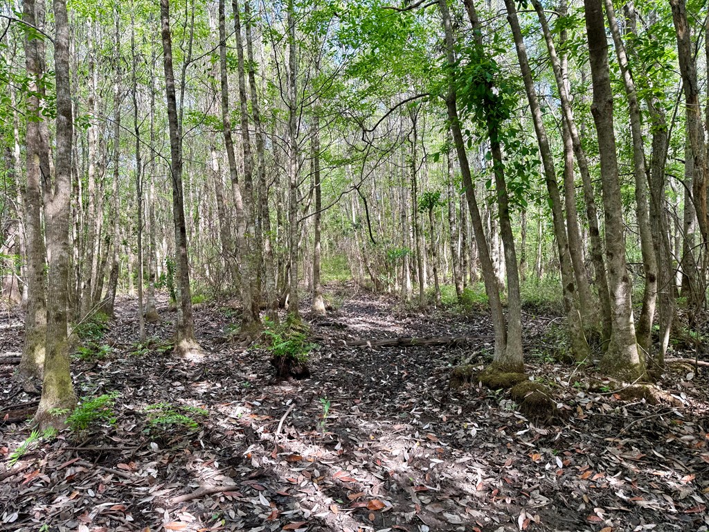 14.57-acres Red Oak Road Florala, AL 36442 - Photo 10 of 14
