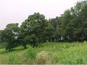 1365 G'Fellers Road Chuckey, TN 37641 - Photo 5 of 6 Photo 5