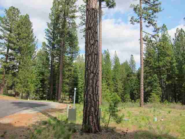 686 Bobcat Trail Clio, CA 96106 - Photo 4 of 18