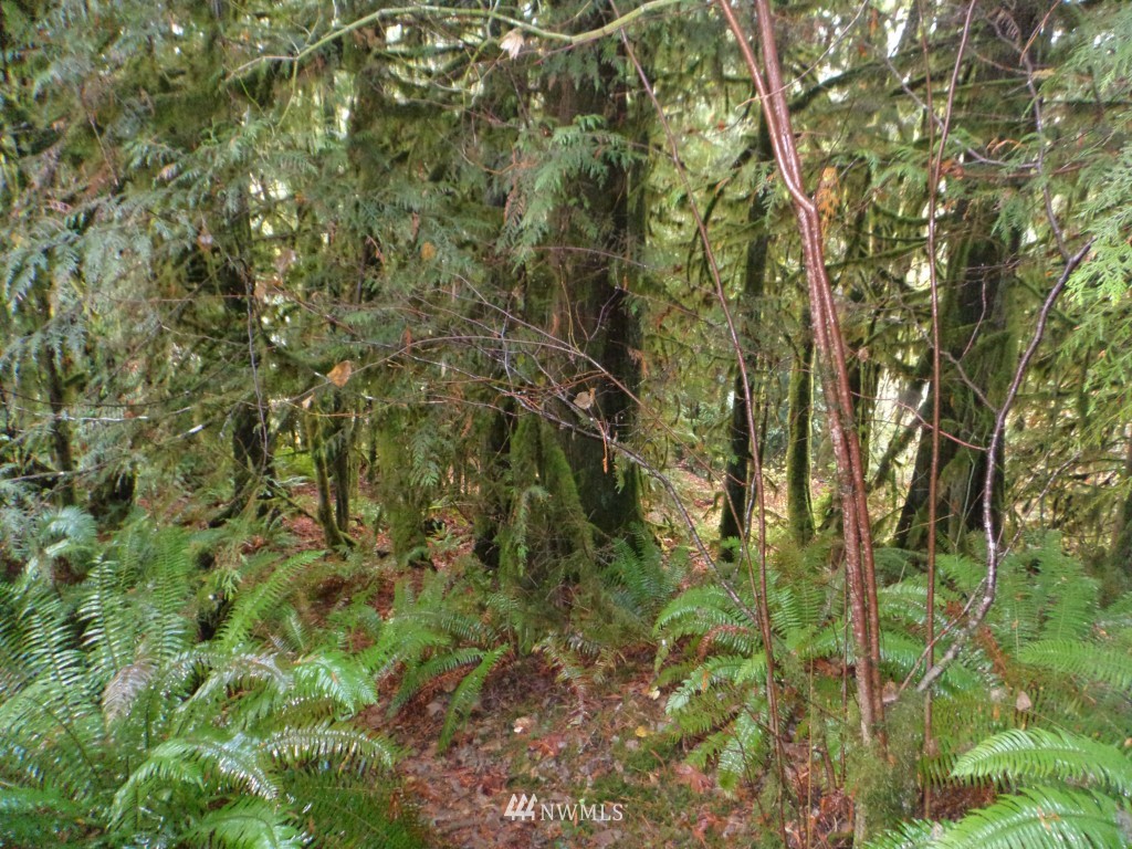 44925 Barrett Road Concrete, WA 98237 - Photo 3 of 22 Gallery Image 3