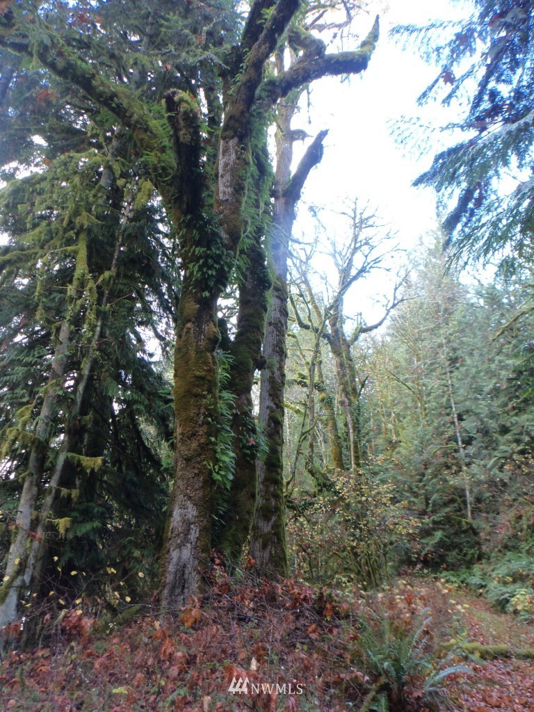 44925 Barrett Road Concrete, WA 98237 - Photo 22 of 22 Gallery Image 22