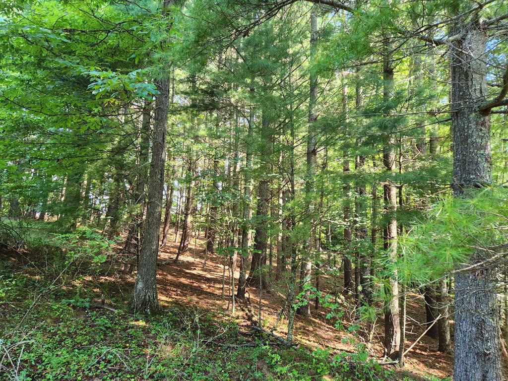 0 Piney Post Office Road, Unit 1797 Sparta, NC 28675 - Photo 2 of 9 Gallery Image 2