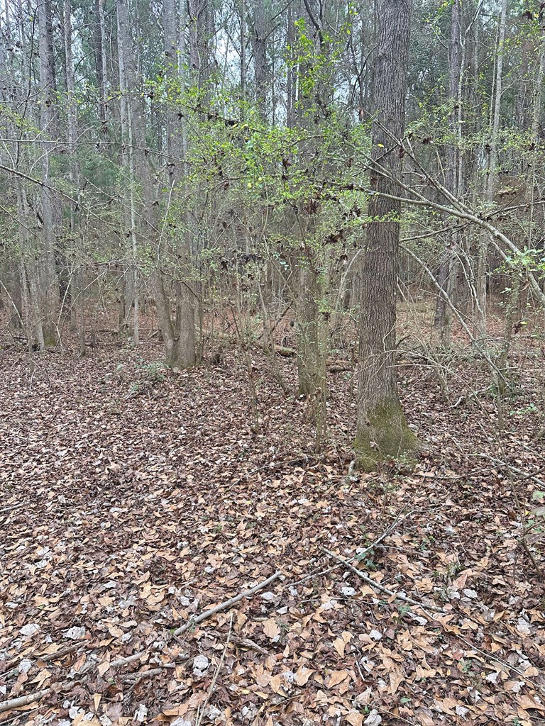 0 Freddie Whiddon Road Webb, AL 36376 - Photo 4 of 17