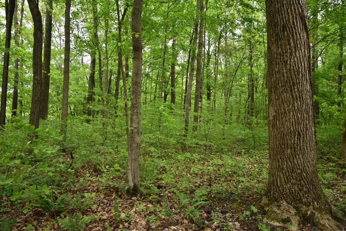 10262 East Dobson Road Bloomfield, IN 47424 - Photo 17 of 18