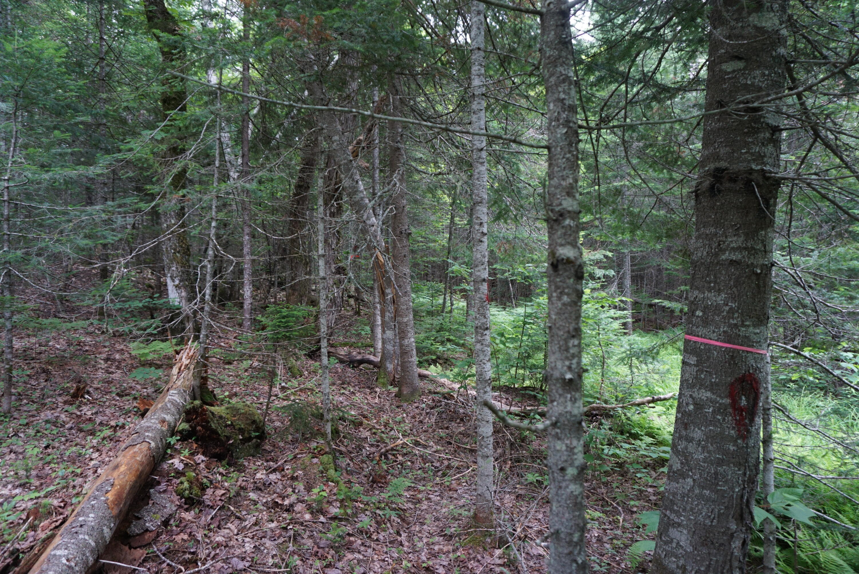 29-1 Route 15 Road Shirley Mills, ME 04485 - Photo 10 of 17 E96533FD-C583-4F89-8112-16F015370C05