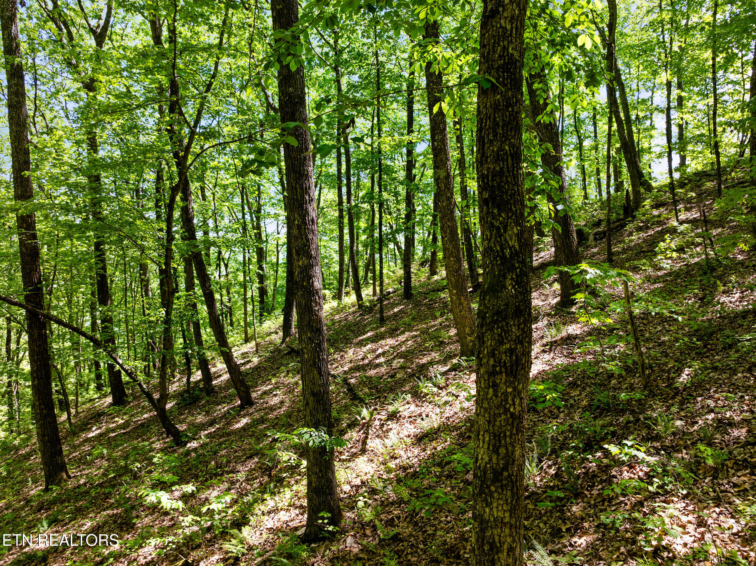 394 Ridgewood Road Harriman, TN 37748 - Photo 15 of 29 394 ridgewood rd-50