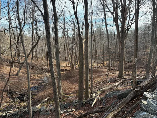 a view of a forest filled with trees