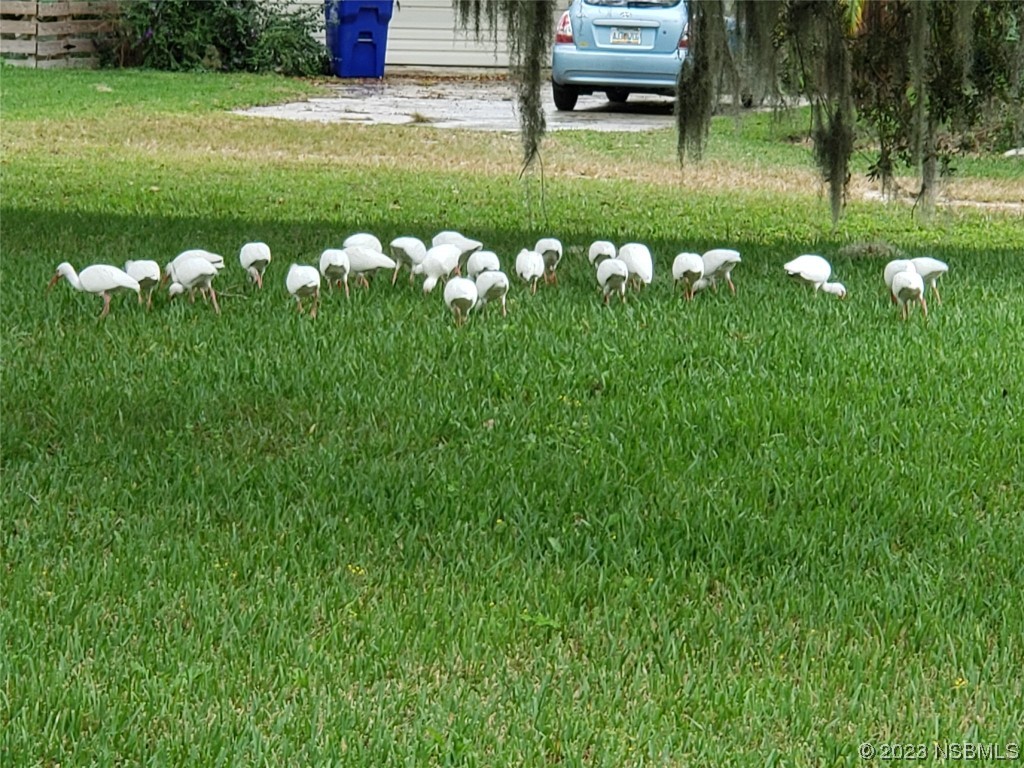 1867 Pine Tree Drive Edgewater, FL 32141 - Photo 9 of 21