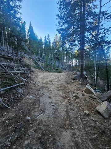 a view of a forest filled with trees