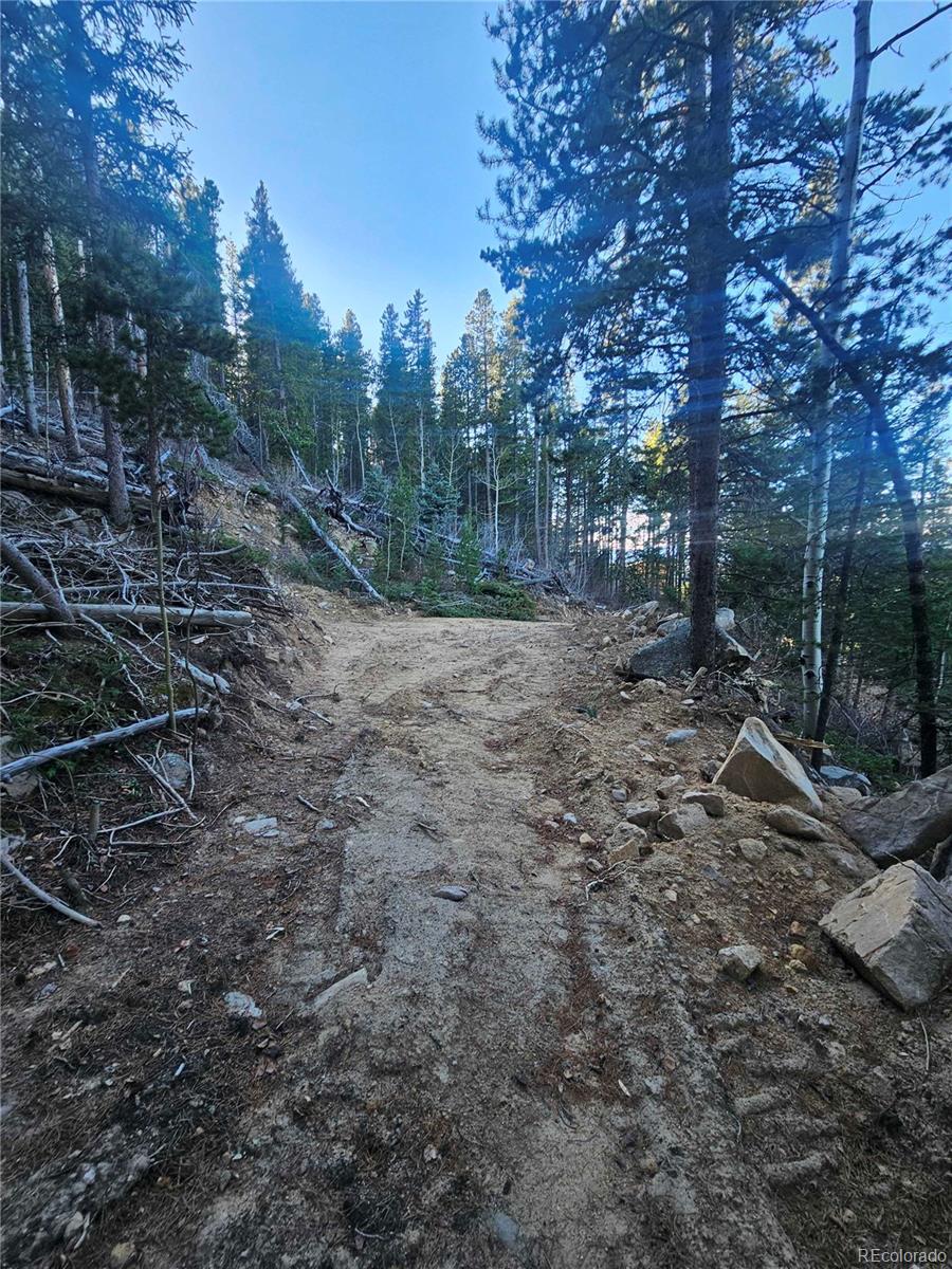 a view of a forest filled with trees