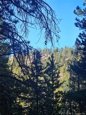 a view of a tree in a yard