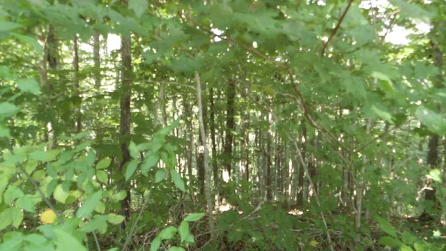 a view of a lush green field