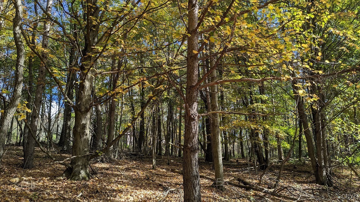 0 Johnny Cake Hill Road Hamilton, NY 13346 - Photo 3 of 14