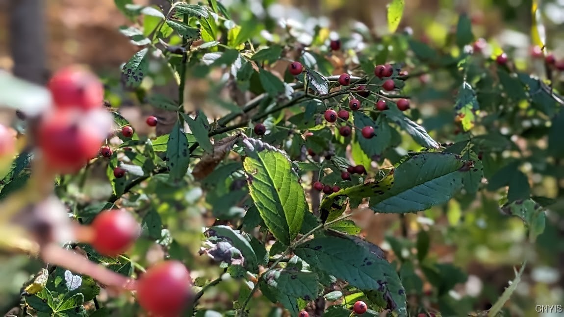 0 Johnny Cake Hill Road Hamilton, NY 13346 - Photo 4 of 14