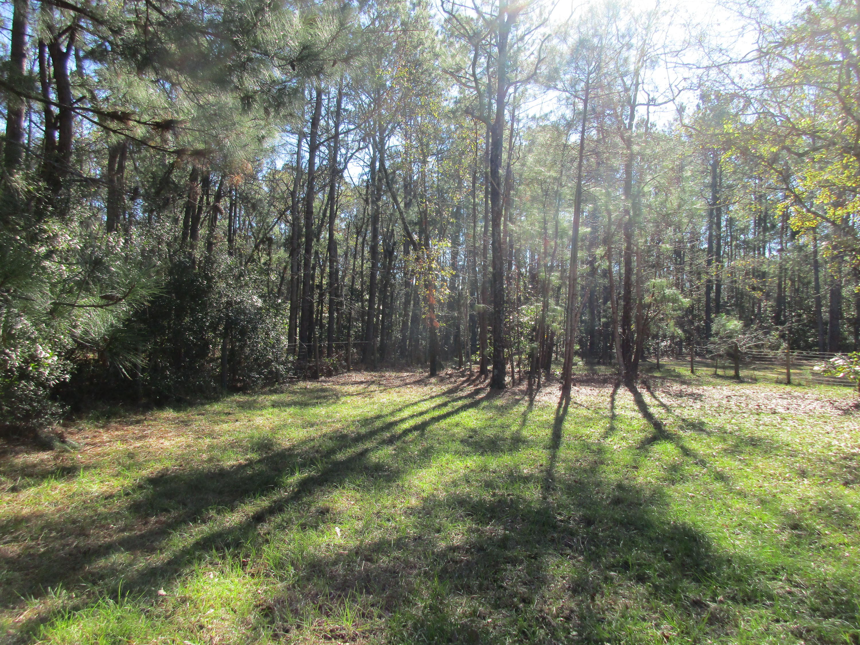 4276 Sebago Road Meggett, SC 29449 - Photo 10 of 14 IMG_0027