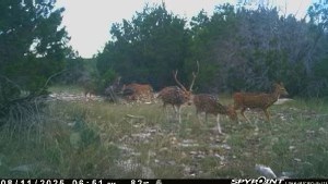 Lot 1 Rr 674 Rocksprings, TX 78880 - Photo 2 of 16 a view of a field