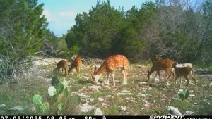 Lot 1 Rr 674 Rocksprings, TX 78880 - Photo 6 of 16 a view of a yard with a tree