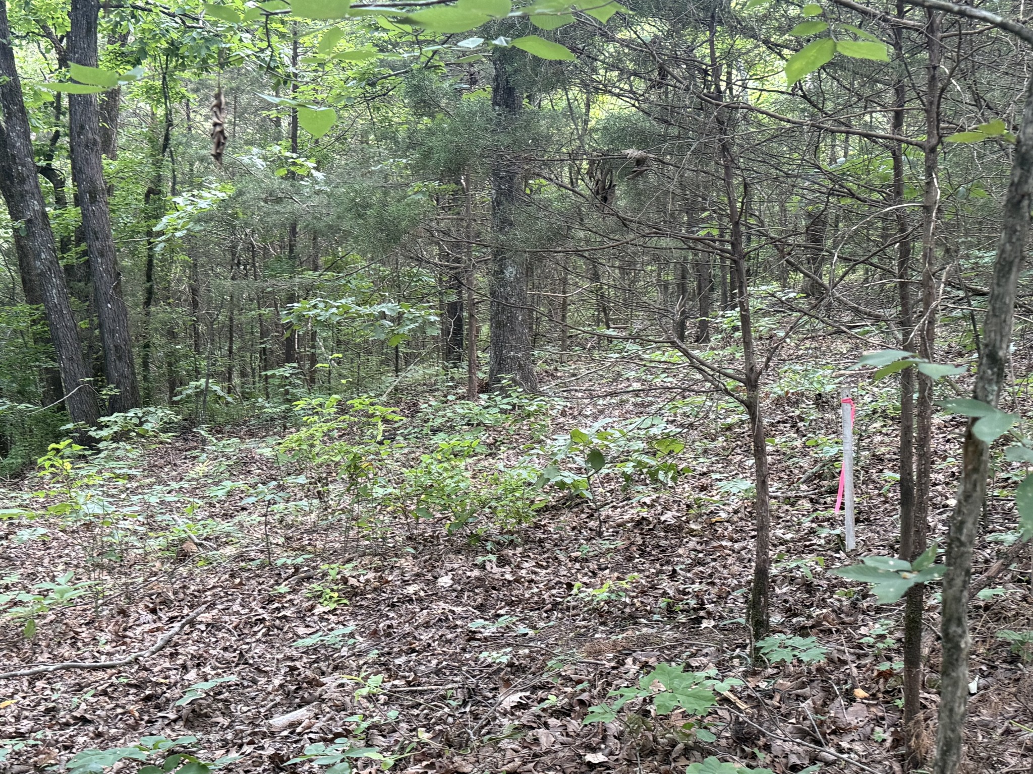 0 Jack Holt Road Prospect, TN 38477 - Photo 4 of 9