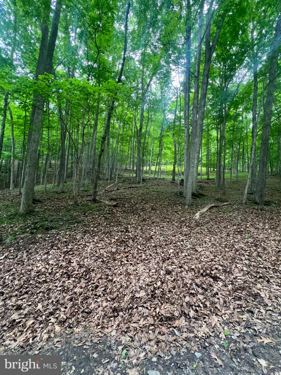 Edgar Lane Upper Tract, WV 26866 - Photo 11 of 22 Tranquil forest retreat awaits you.