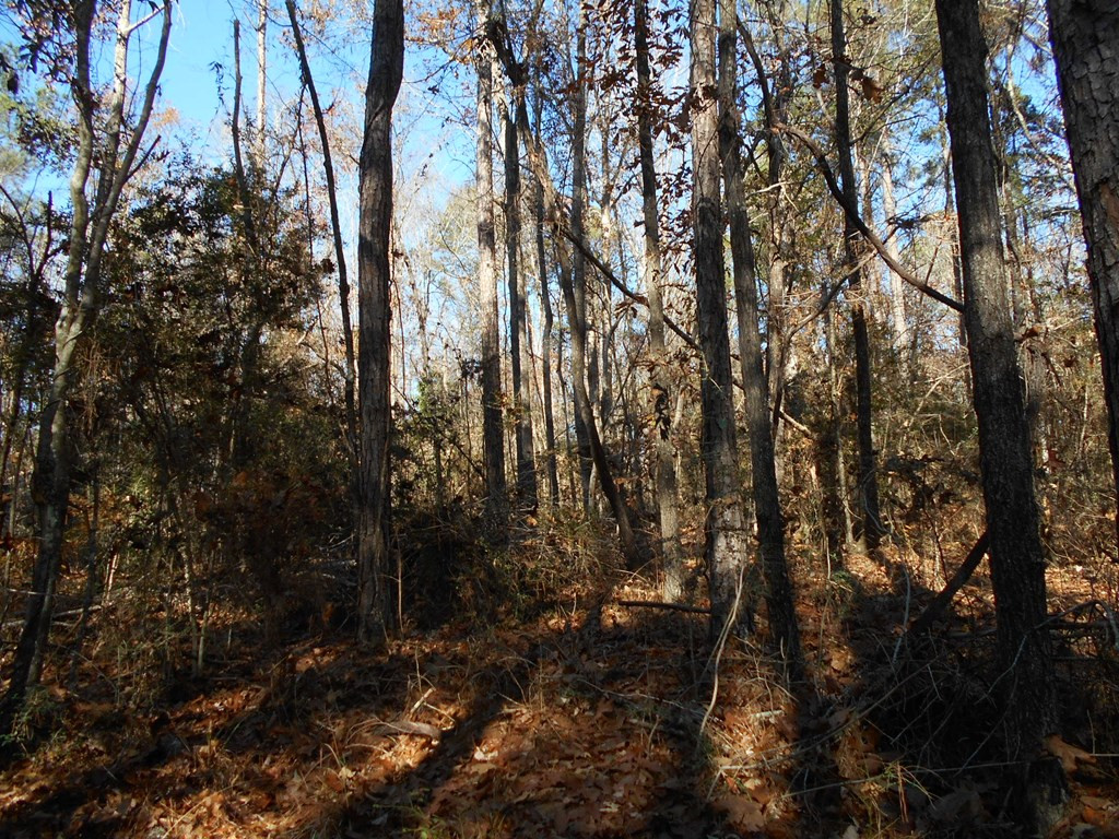 0 Rockport New Hebron Road Newhebron, MS 39140 - Photo 15 of 21 Photo 15