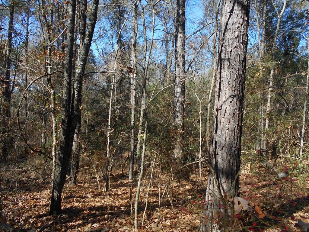 0 Rockport New Hebron Road Newhebron, MS 39140 - Photo 16 of 21 Photo 16