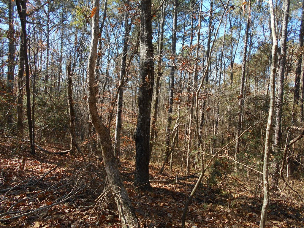 0 Rockport New Hebron Road Newhebron, MS 39140 - Photo 17 of 21 Photo 17