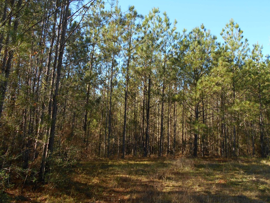 0 Rockport New Hebron Road Newhebron, MS 39140 - Photo 18 of 21 Photo 18