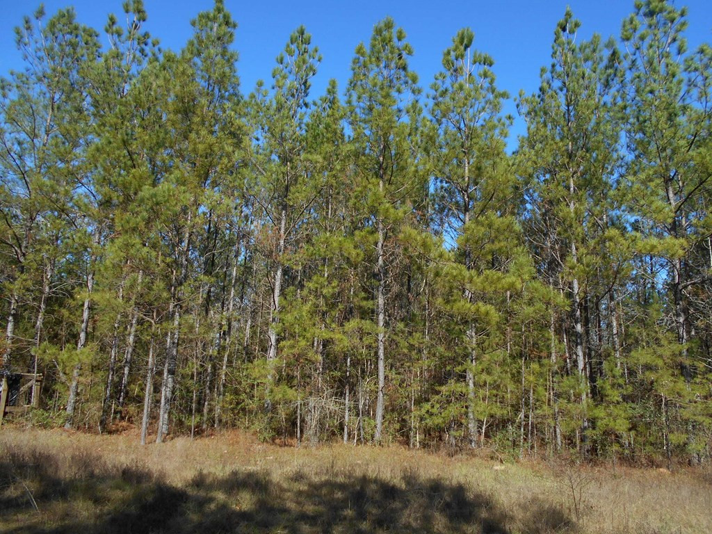 0 Rockport New Hebron Road Newhebron, MS 39140 - Photo 19 of 21 Photo 19