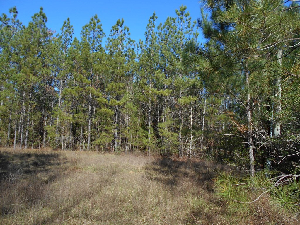 0 Rockport New Hebron Road Newhebron, MS 39140 - Photo 3 of 21 Photo 3