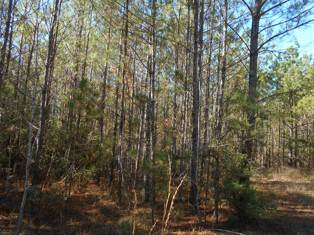 0 Rockport New Hebron Road Newhebron, MS 39140 - Photo 5 of 21 Photo 5