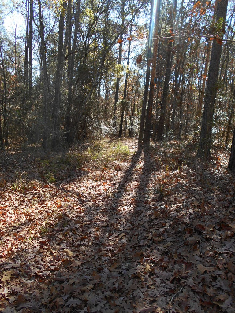 0 Rockport New Hebron Road Newhebron, MS 39140 - Photo 7 of 21 Photo 7