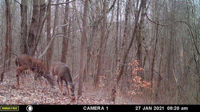 57640 St John Road Quaker City, OH 43773 - Photo 10 of 51 2 Deer-3