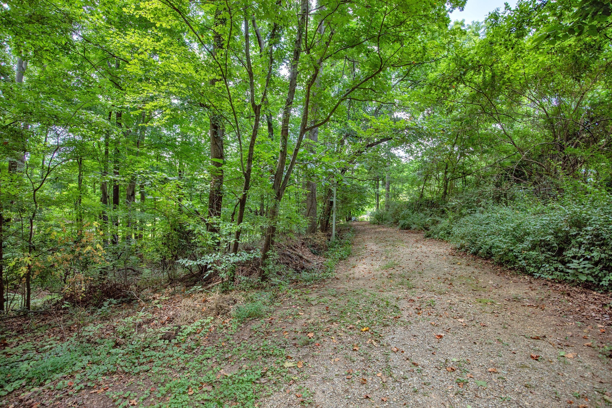 7498 Swift Road Greenbrier, TN 37073 - Photo 8 of 69 a view of a forest with trees in the background