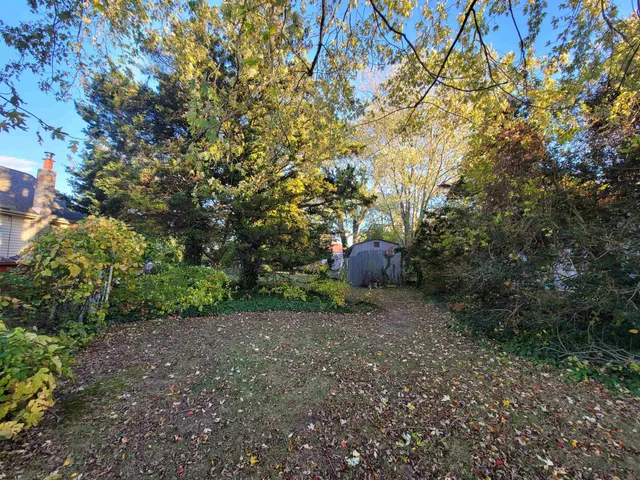 a view of a forest with a tree